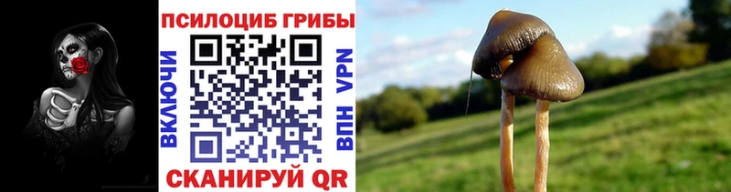 Галлюциногенные грибы Psilocybe  Наволоки 